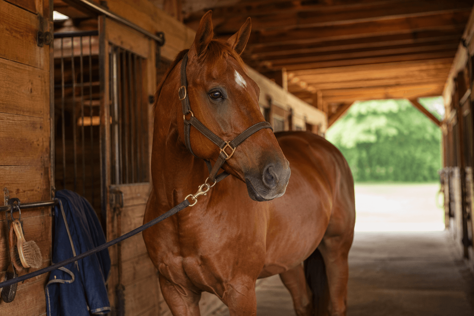 5 Signs Your Horse Might Need Bodywork