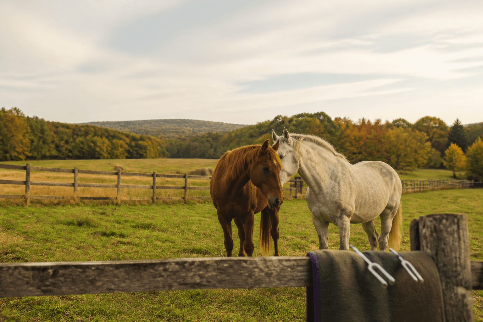 Horses in a quiet rural pasture