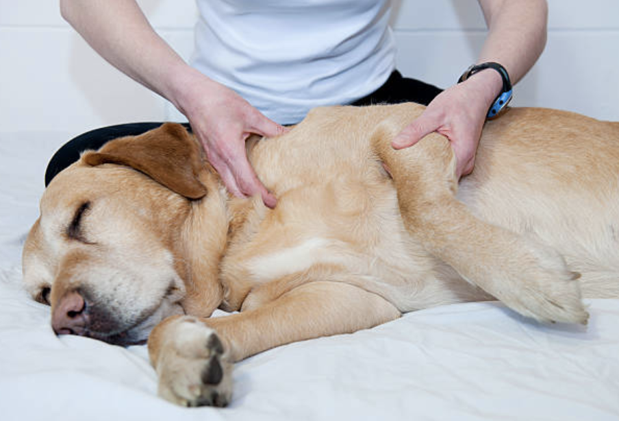 Pain and Wellness Solutions - Bowern Therapy for Dogs, a senior dog getting treatment