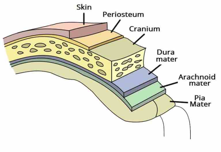 Pain and Wellness Solutions - Dura Mater Diagram Showing Layers of Skin