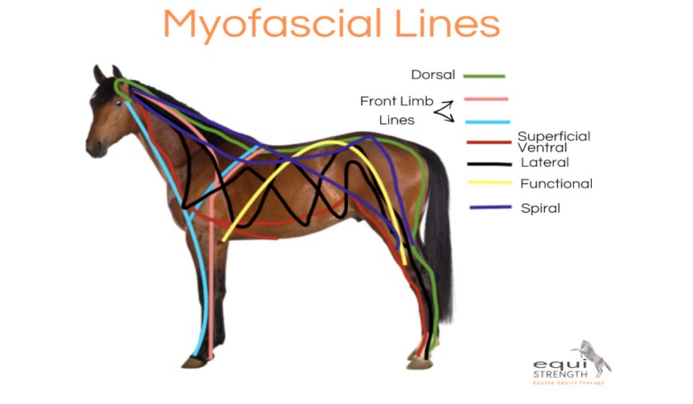 Pain and Wellness Solutions - Myofascial Kinetic Lines in Horses Diagram Banner