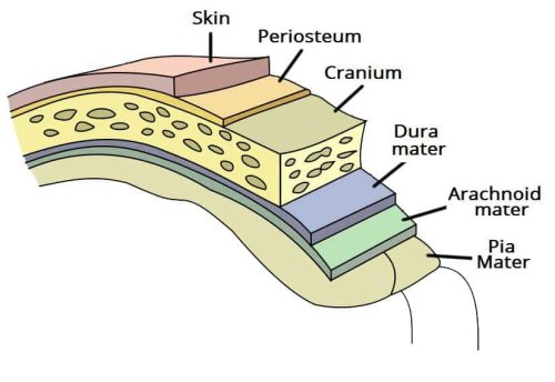 Pain and Wellness Solutions - Dura Mater Diagram Showing Layers of Skin